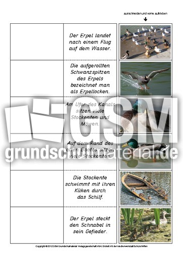Flip-Flap-Zuordnung-Stockente-lesen 4.pdf